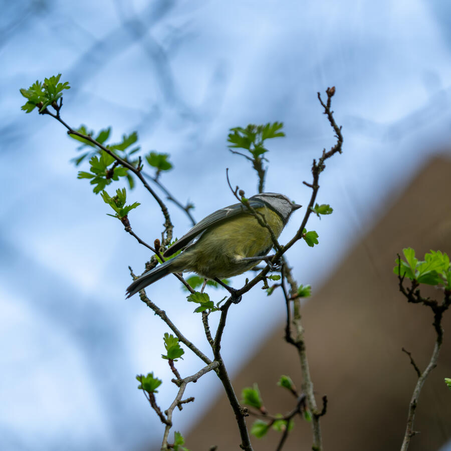 Maidenhead, Sony A7RII & Sony 200-600mm GM