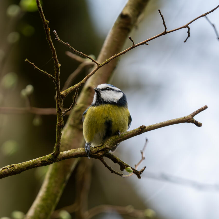 Maidenhead, Sony A7RII & Sony 200-600mm GM