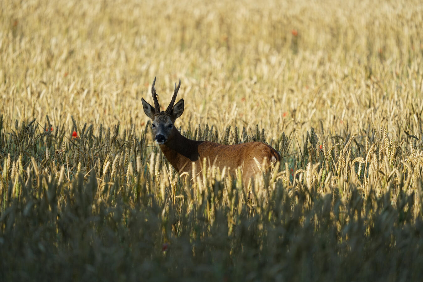 Maidenhead, Sony A7RII & Sony 200-600mm GM