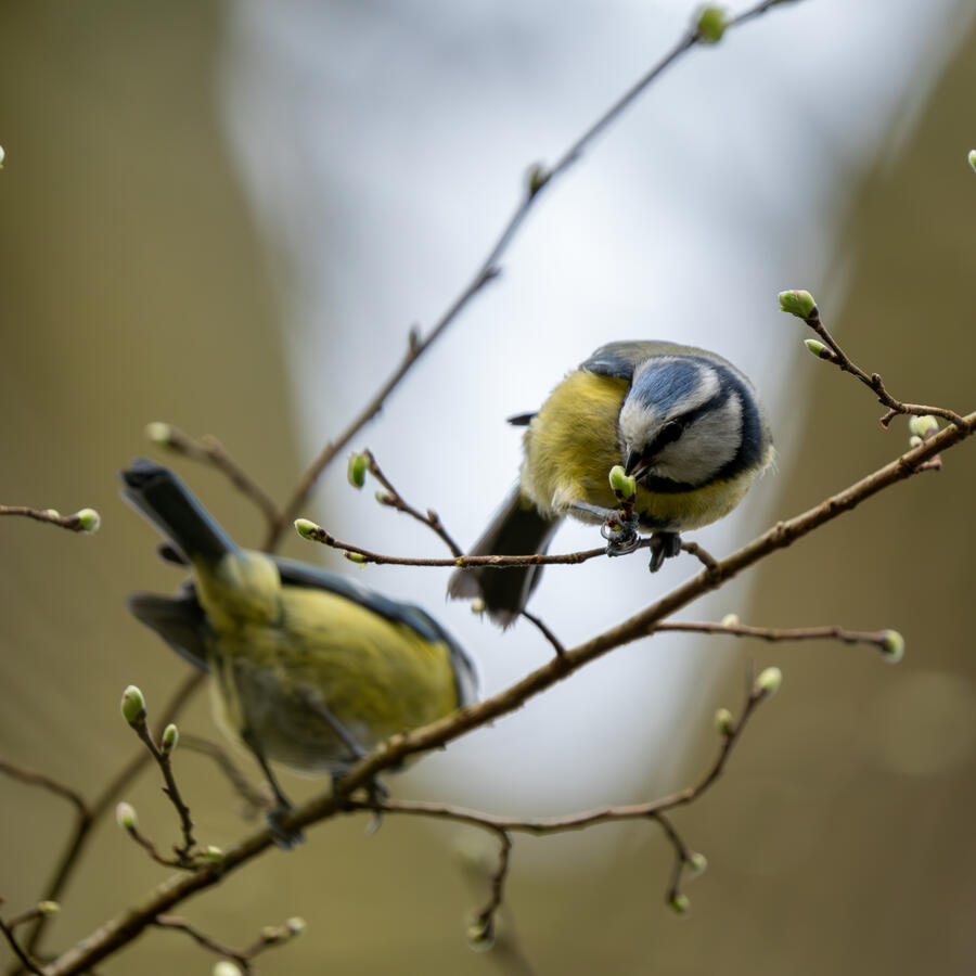 Maidenhead, Sony A7RII & Sony 200-600mm GM
