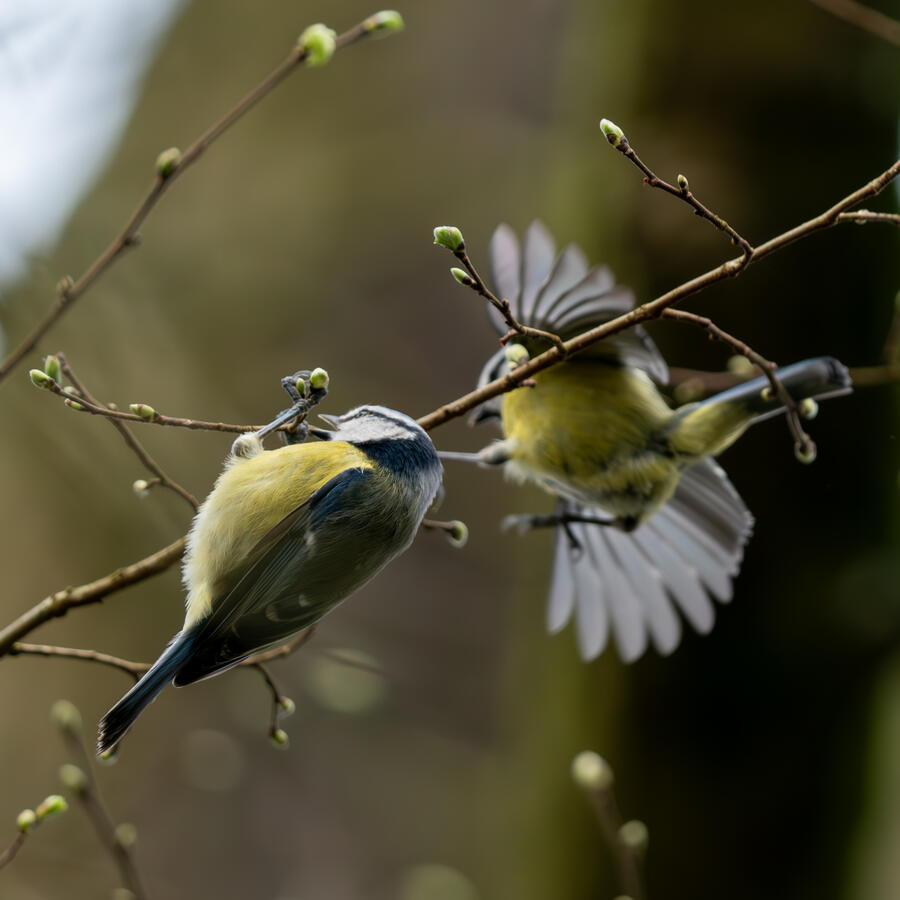 Maidenhead, Sony A7RII & Sony 200-600mm GM