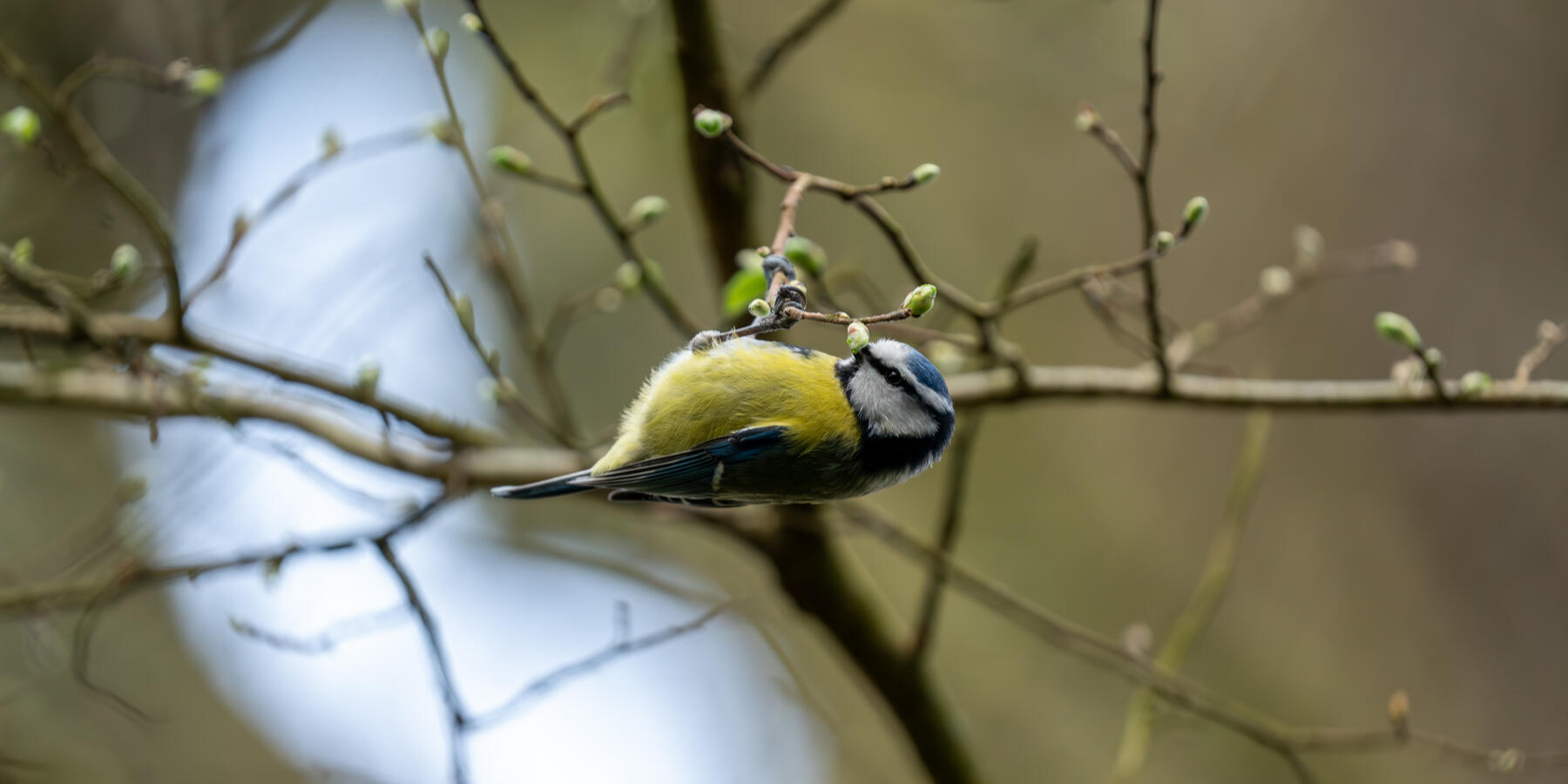 Maidenhead, Sony A7RII & Sony 200-600mm GM