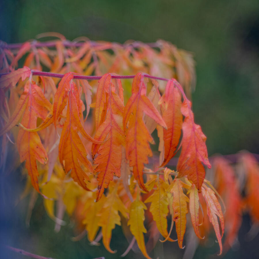 Langley, Fujifilm X-Pro I & Mir-I 37mm