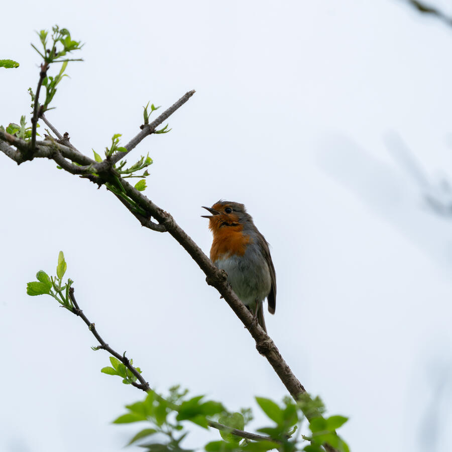 Maidenhead, Sony A7RII & Tamron 70-300mm