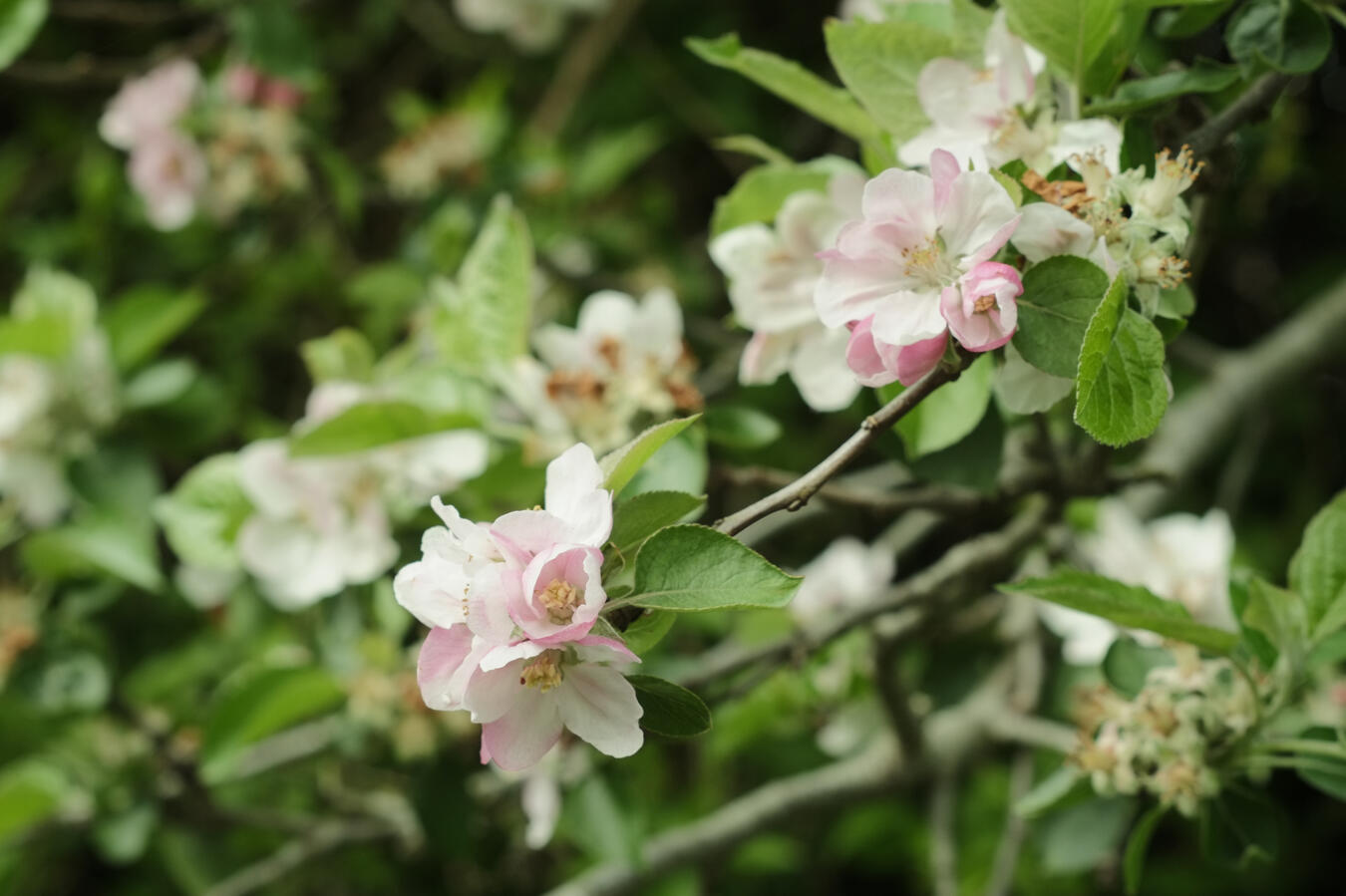 Marlow, Fujifilm X-Pro I & Super Takumar 55mm