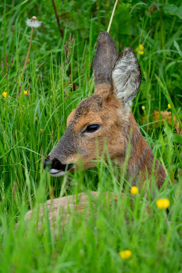 Maidenhead, Sony A7RII & Sony 200-600mm GM