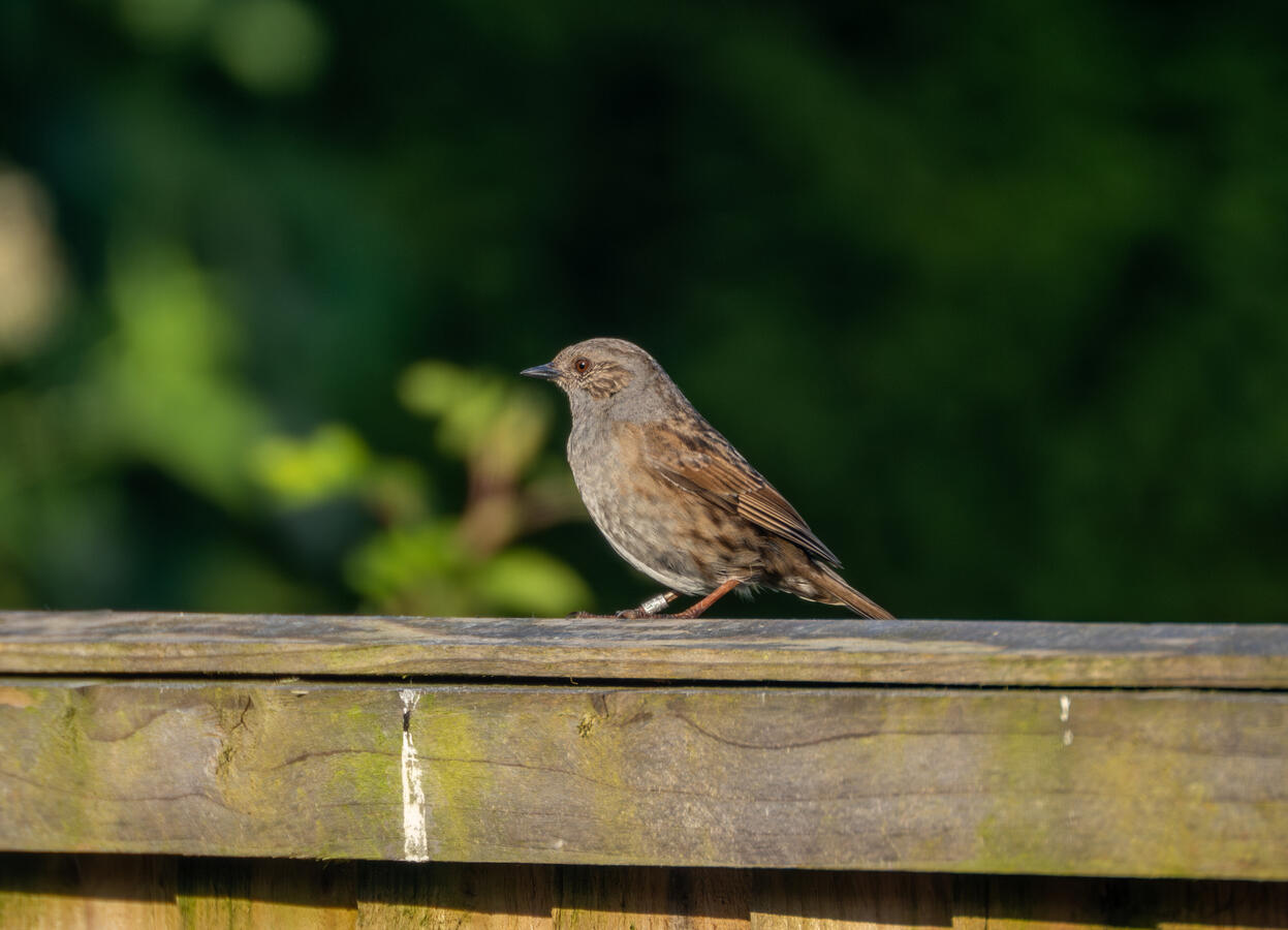 Lancashire, Sony ZV-E10 & Tamron 70-300mm